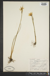 Sisyrinchium inflatum image