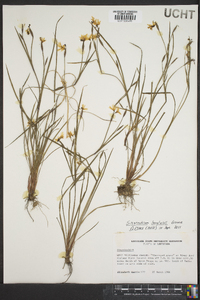 Sisyrinchium atlanticum image