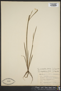 Sisyrinchium mucronatum image