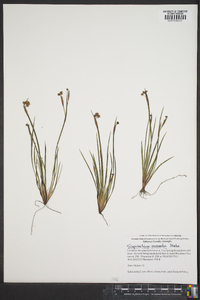 Sisyrinchium mucronatum image