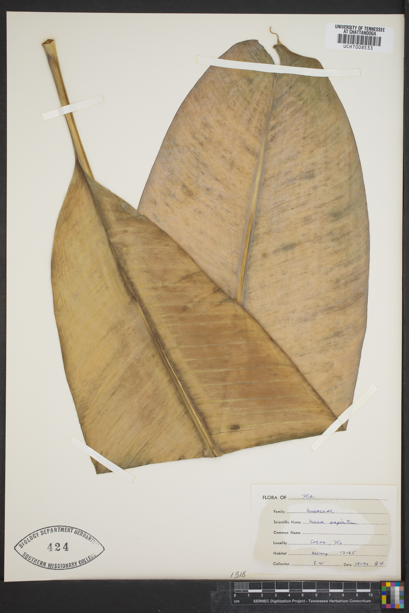Musa sapientum image