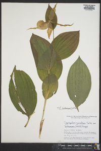 Cypripedium parviflorum var. pubescens image