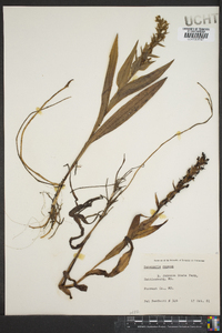 Habenaria repens image