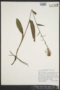 Platanthera ciliaris image