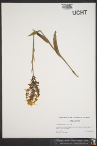 Platanthera ciliaris image