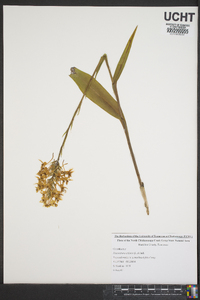 Platanthera ciliaris image