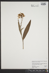 Platanthera ciliaris image