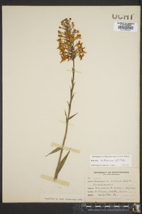 Platanthera ciliaris image