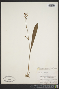 Platanthera clavellata image