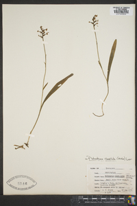 Platanthera clavellata image