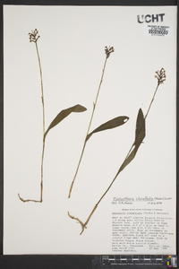 Platanthera clavellata image