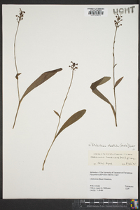 Platanthera clavellata image