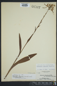 Platanthera integrilabia image