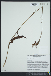 Platanthera integrilabia image