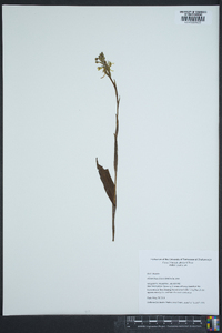 Platanthera lacera image