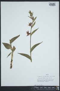 Epipactis gigantea image