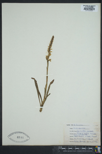 Spiranthes cernua image