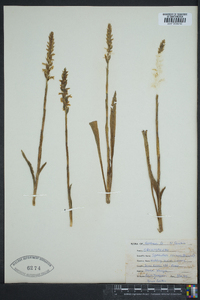 Spiranthes cernua image