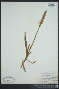 Spiranthes cernua image