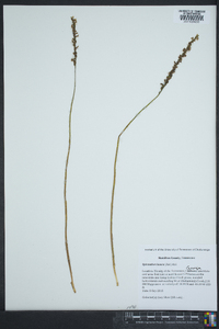 Spiranthes lacera image