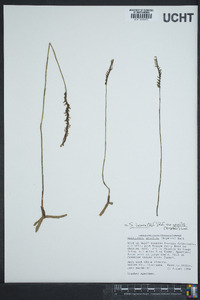 Spiranthes lacera var. gracilis image