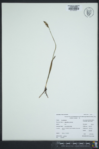 Spiranthes tuberosa image