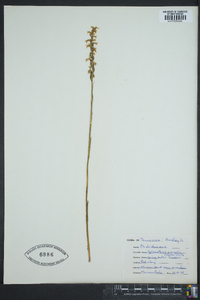 Spiranthes vernalis image