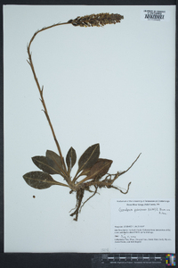 Goodyera pubescens image