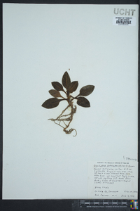 Goodyera pubescens image