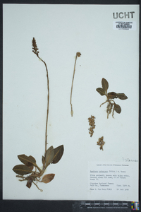 Goodyera pubescens image