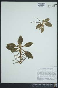 Goodyera pubescens image