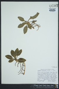 Goodyera pubescens image