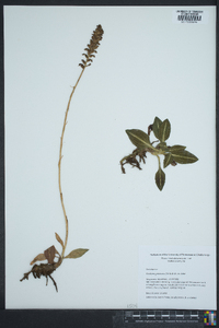 Goodyera pubescens image