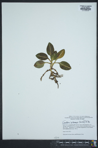 Goodyera pubescens image