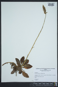 Goodyera pubescens image