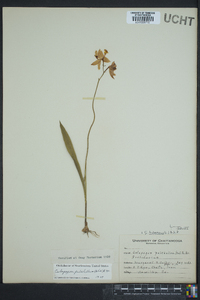 Calopogon tuberosus image