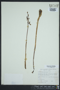 Corallorhiza wisteriana image