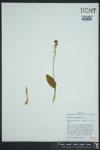 Malaxis unifolia image