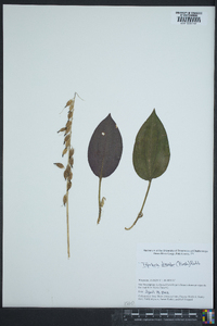 Tipularia discolor image