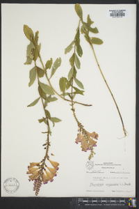 Physostegia virginiana image