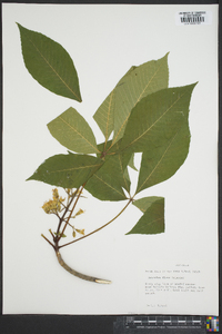 Aesculus flava image