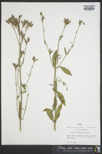 Verbena brasiliensis image