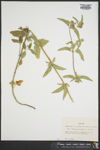 Clinopodium vulgare image