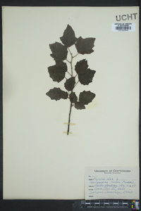 Populus alba image