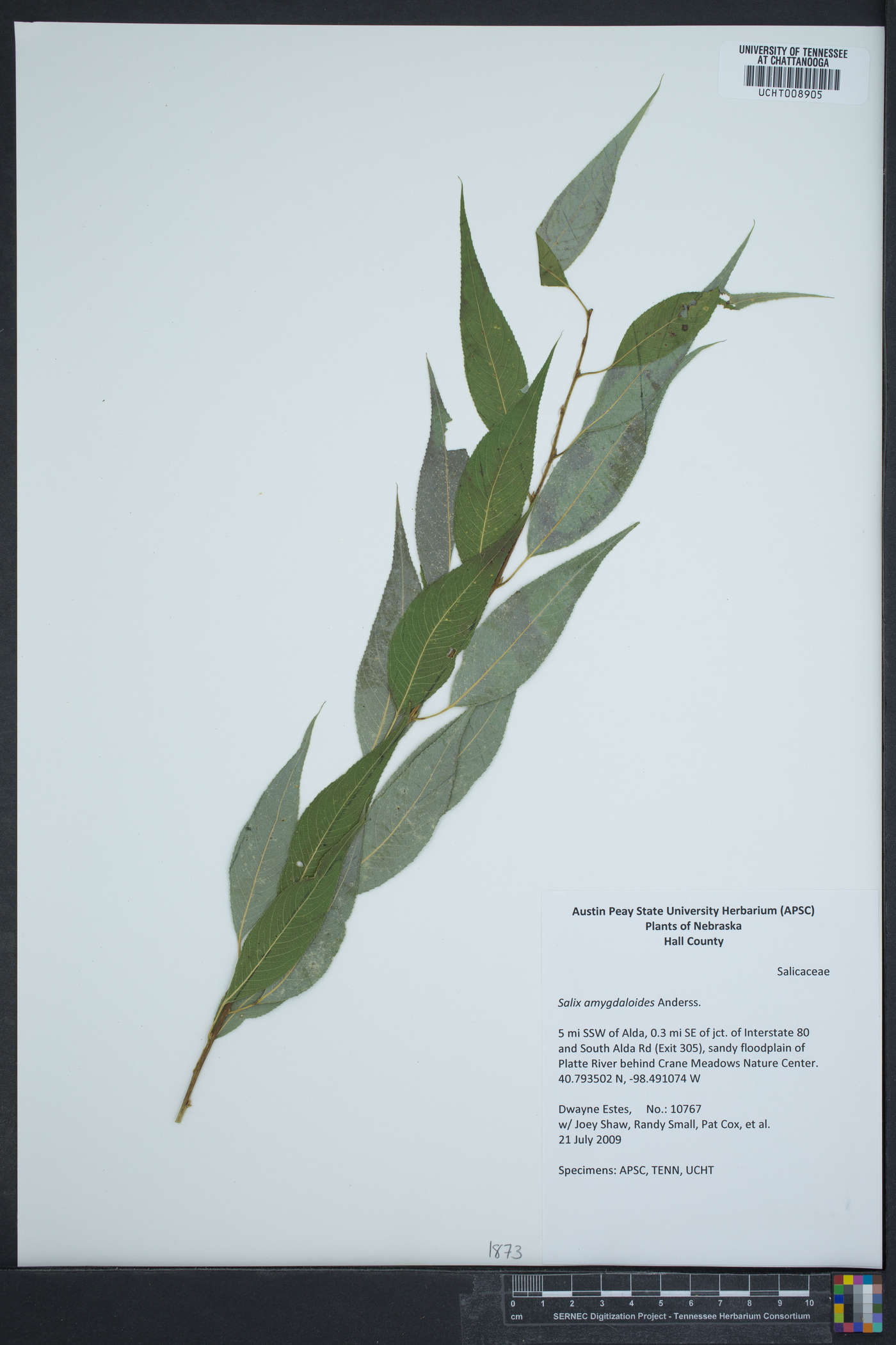 Salix triandra image