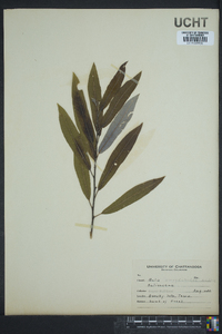 Salix triandra image