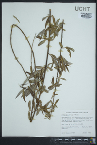 Salix caroliniana image