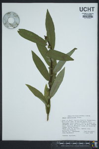 Salix caroliniana image