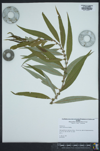 Salix caroliniana image