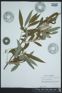 Salix caroliniana image